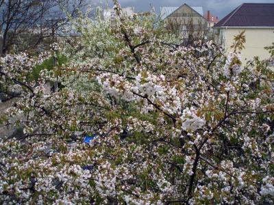 Прикрепленное изображение: ветки.JPG